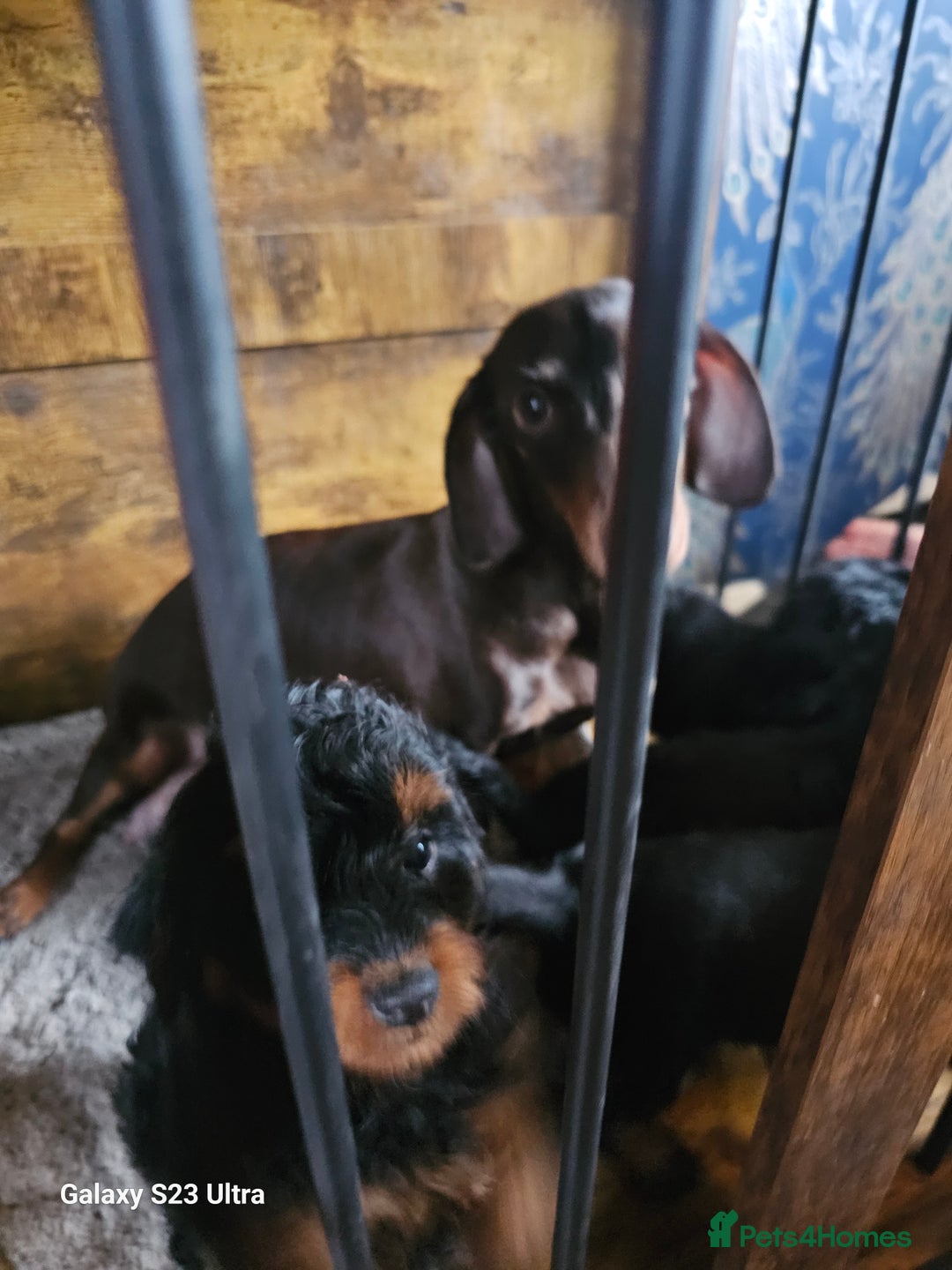 Doxiepoo dogs for sale: Doxipoos puppies mega curly and suited  - Image 16