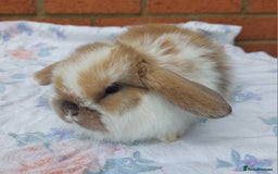 Mini Lop rabbits for sale: ☆ Beautiful Mini Lop Babies ☆ - Image 3