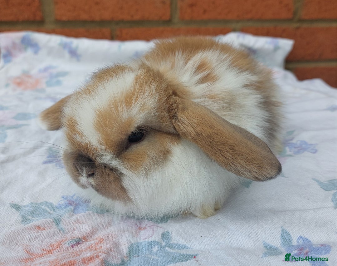 Mini Lop rabbits for sale: ☆ Beautiful Mini Lop Babies ☆ - Image 3