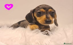 Miniature Dachshund dogs for sale: KC Daxi's health tested parents.READY - Image 27