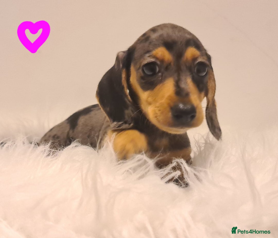 Miniature Dachshund dogs for sale: KC Daxi's health tested parents.READY - Image 27