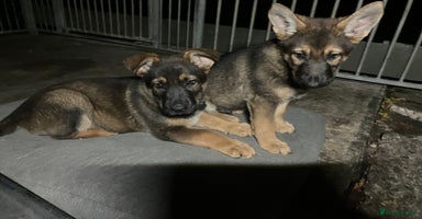 German Shepherd dogs - Advert 13