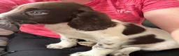 English Springer Spaniel dogs for sale: Springer spaniel pups - Advert 5