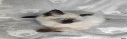 Ragdoll cats for sale: Ragdoll kittens  - Advert 3