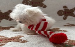 Maltese dogs for stud: Kc tiny Korean Maltese stud - Image 2