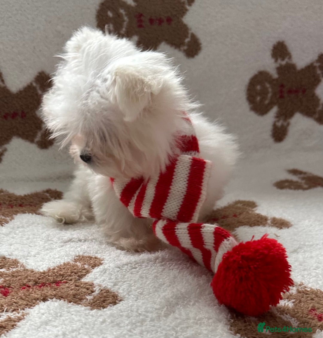 Maltese dogs for stud: Kc tiny Korean Maltese stud - Image 2