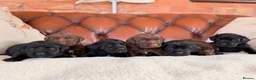 Cockerdor dogs for sale: Strong Chunky Cockerdor Puppies - Advert 1