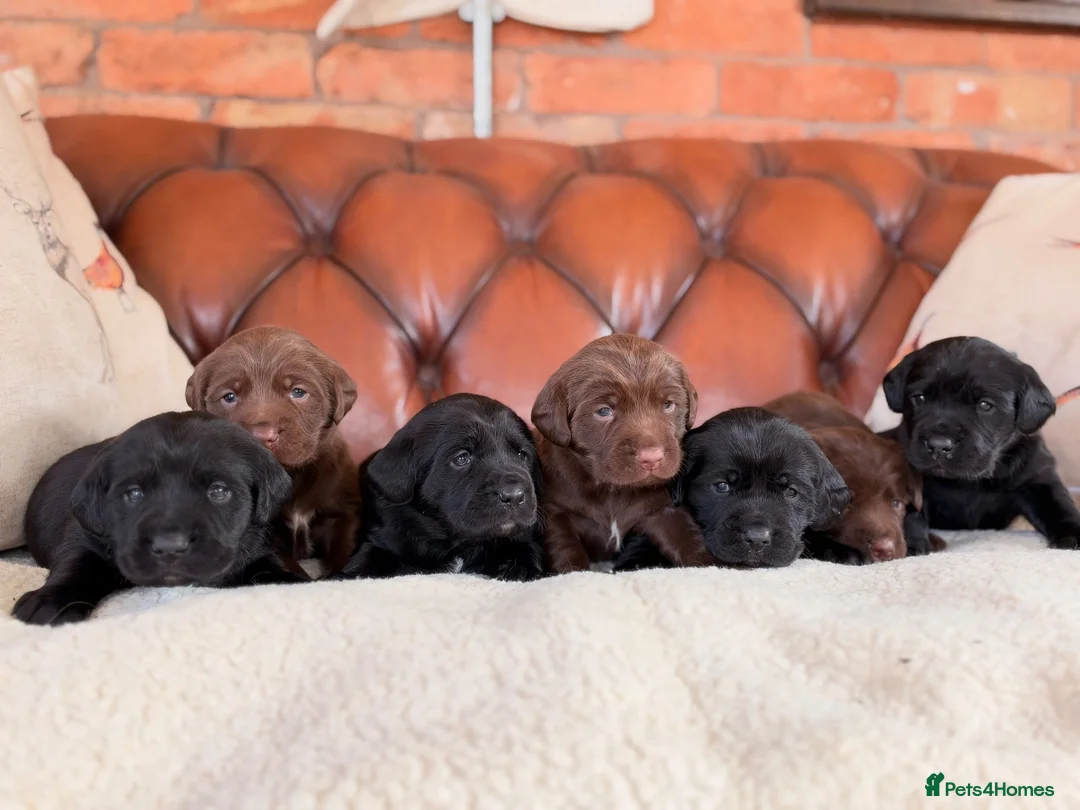 Cockerdor dogs for sale: Strong Chunky Cockerdor Puppies - Advert 1