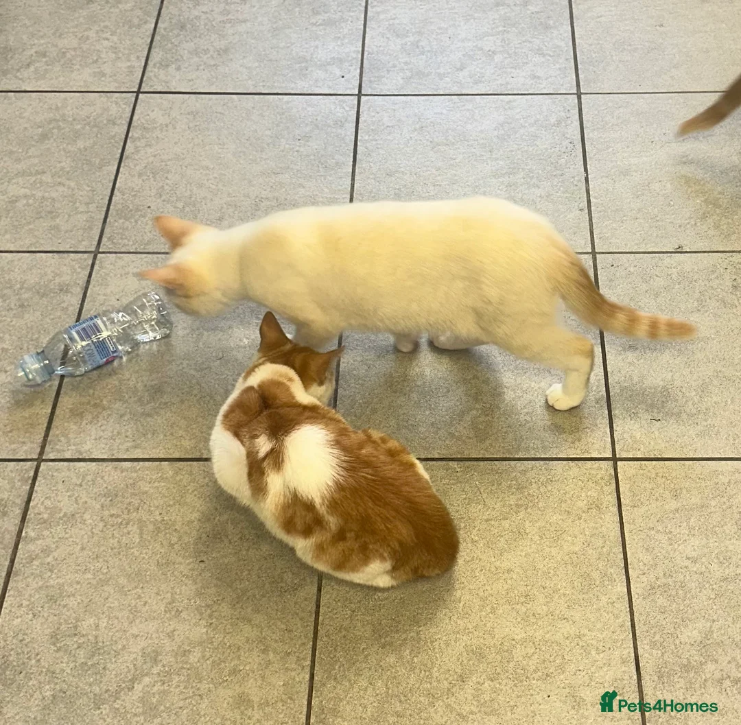 Mixed Breed cats for sale: 1 white boy, 2 white and orange girls - Advert 10