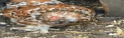 Chickens poultry for sale: Young milliefluer peking trio 16 weeks old bantam - Advert 2