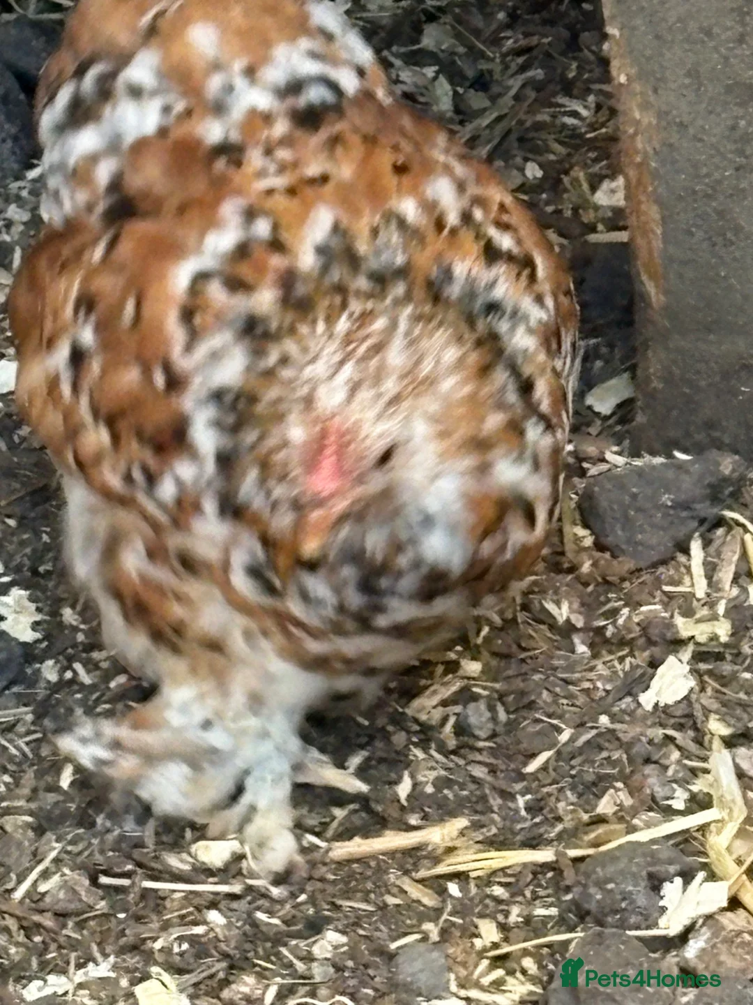 Chickens poultry for sale: Young milliefluer peking trio 16 weeks old bantam - Advert 2