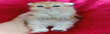 British Longhair Kitten 1