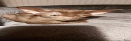 Oriental cats for sale: Pedigree Oriental 1 GIRL XL size ears GCCF£1300 - Advert 27