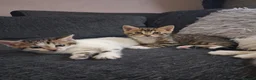 Mixed Breed cats for sale: Mixed bengal kittens - Advert 11