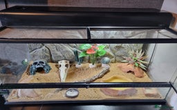 Gecko reptiles for sale: Leopard Gecko for sale - Advert 4
