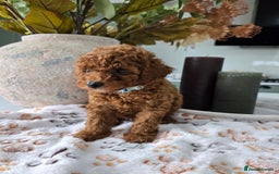 Toy Poodle dogs for sale: Kc reg deep red toy poodle council licensed  - Image 17