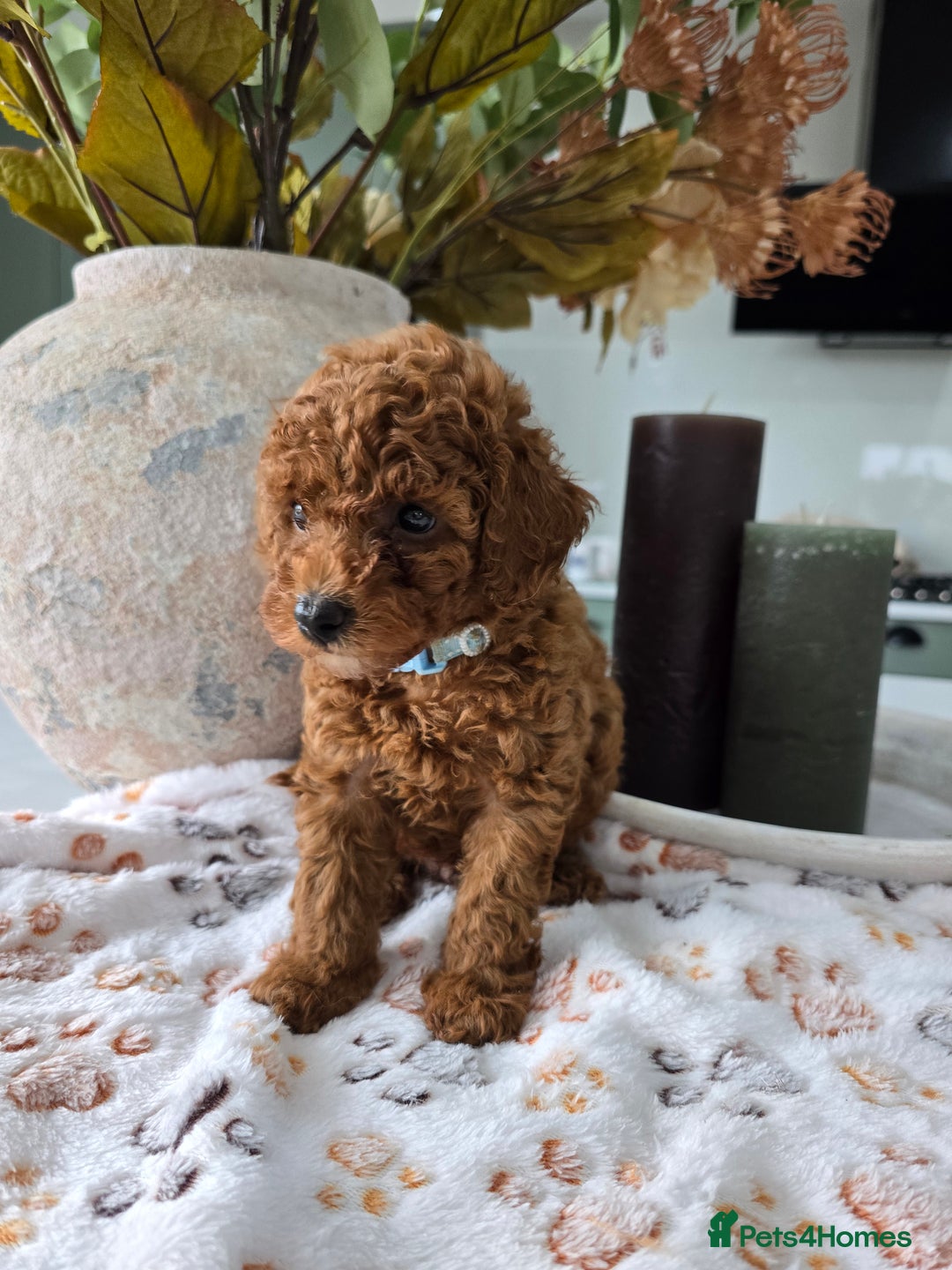 Toy Poodle dogs for sale: Kc reg deep red toy poodle council licensed  - Image 17