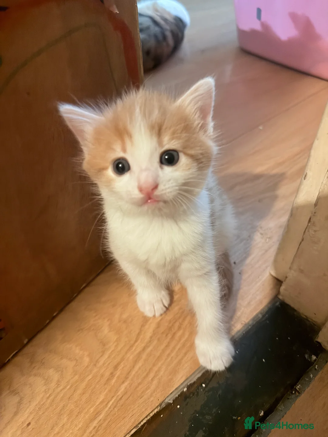 Mixed Breed cats for sale: Adorable ginger and white kitten  - Advert 2