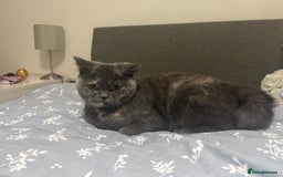 British Shorthair cats for sale: Lovely British short hair twins - Image 5