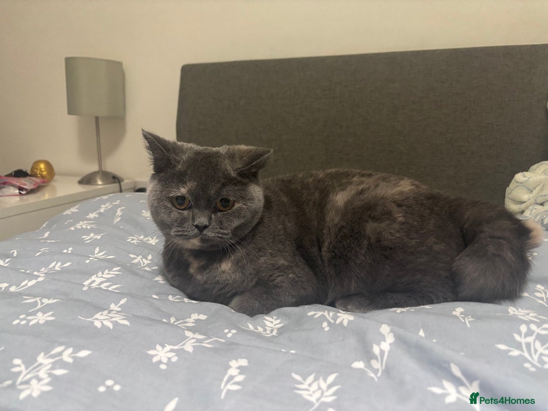 British Shorthair cats for sale: Lovely British short hair twins - Image 5