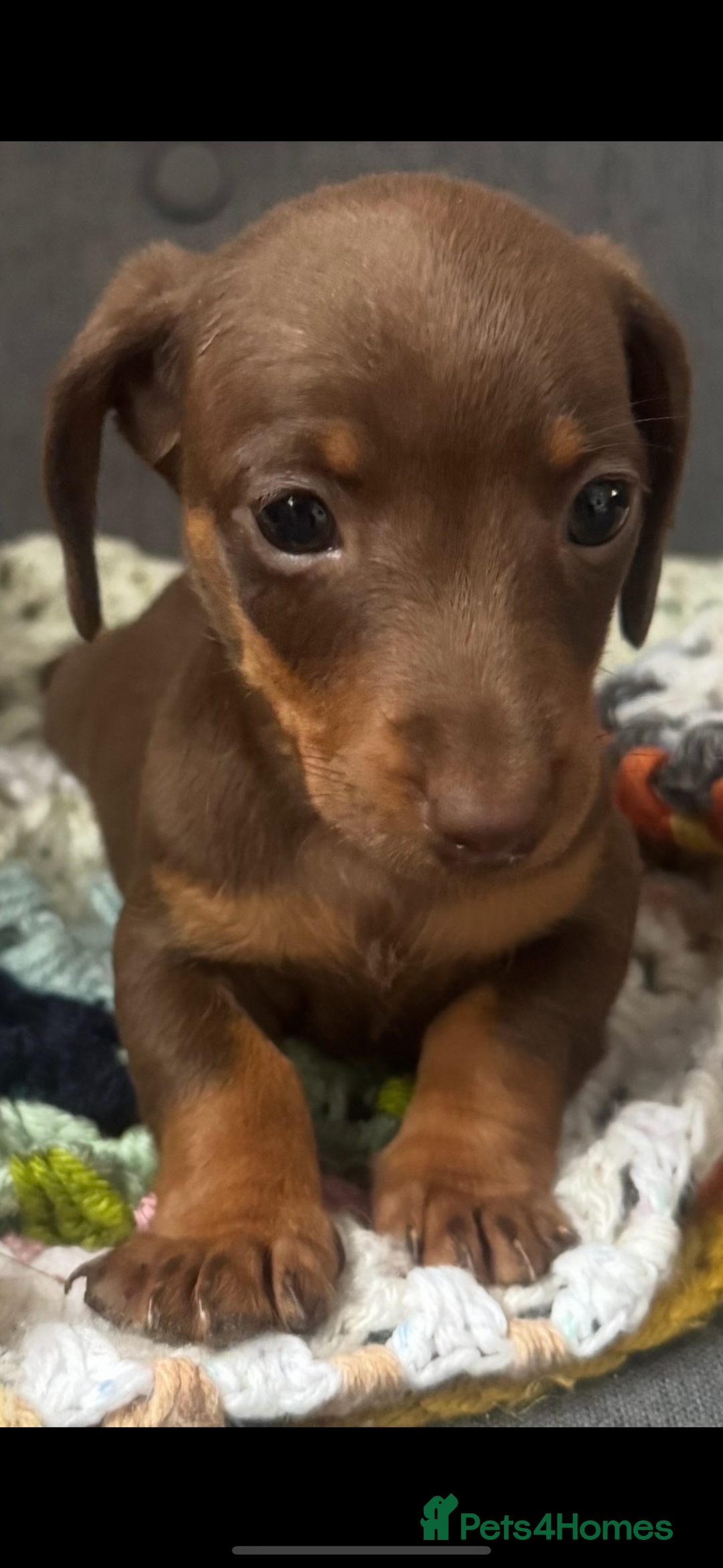 Dachshund dogs for sale: Miniature dachshund puppies  - Image 7