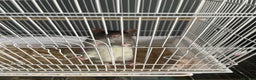 Rat rodents for sale: 2 male fancy rats for sale  - Advert 2
