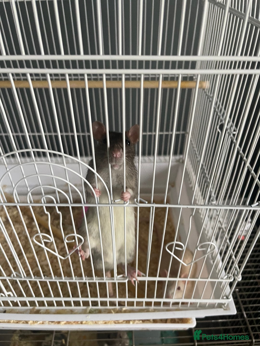 Rat rodents for sale: 2 male fancy rats for sale  - Advert 2