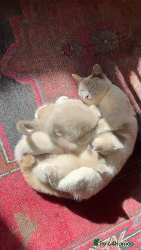 Tonkinese cats Exquisite Tonkdolls  - Advert 1