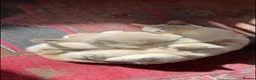 Tonkinese cats for sale: Exquisite Tonkdolls  - Advert 1