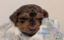 Cockapoo dogs for sale: Beautiful Cockapoo puppies 🐶 😍  - Image 30