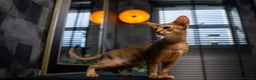 Abyssinian cats for sale: Majestic Abyssinian Boy-READY NOW-Champion Line - Advert 8