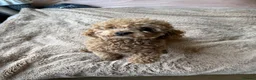 Cavapoo dogs for stud: Cavapoo for stud, parents kc, F1b - Advert 3