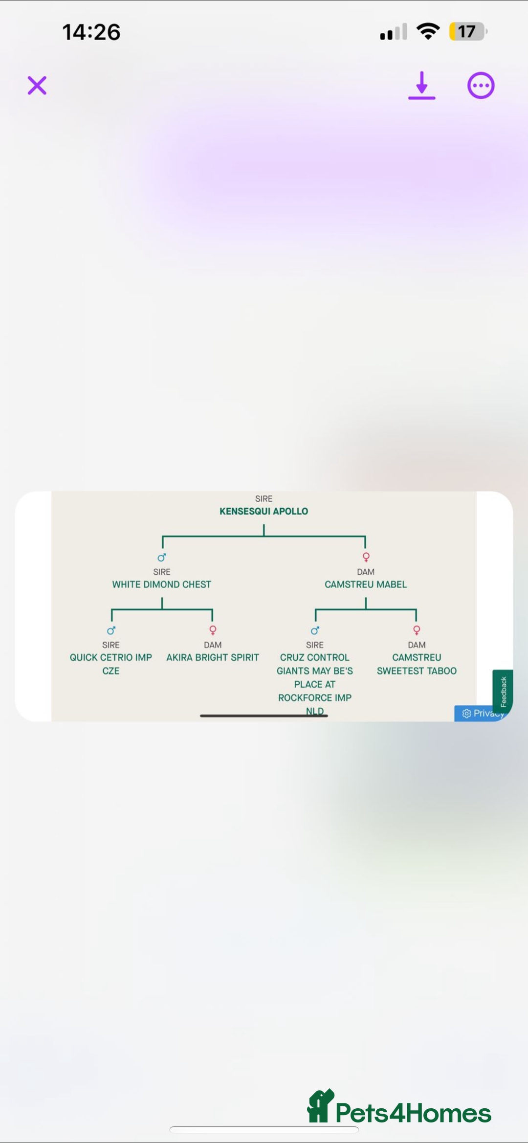 German Shepherd dogs for stud: STUD KC registered Black and Tan German shepherd  in Nottingham - Advert 9