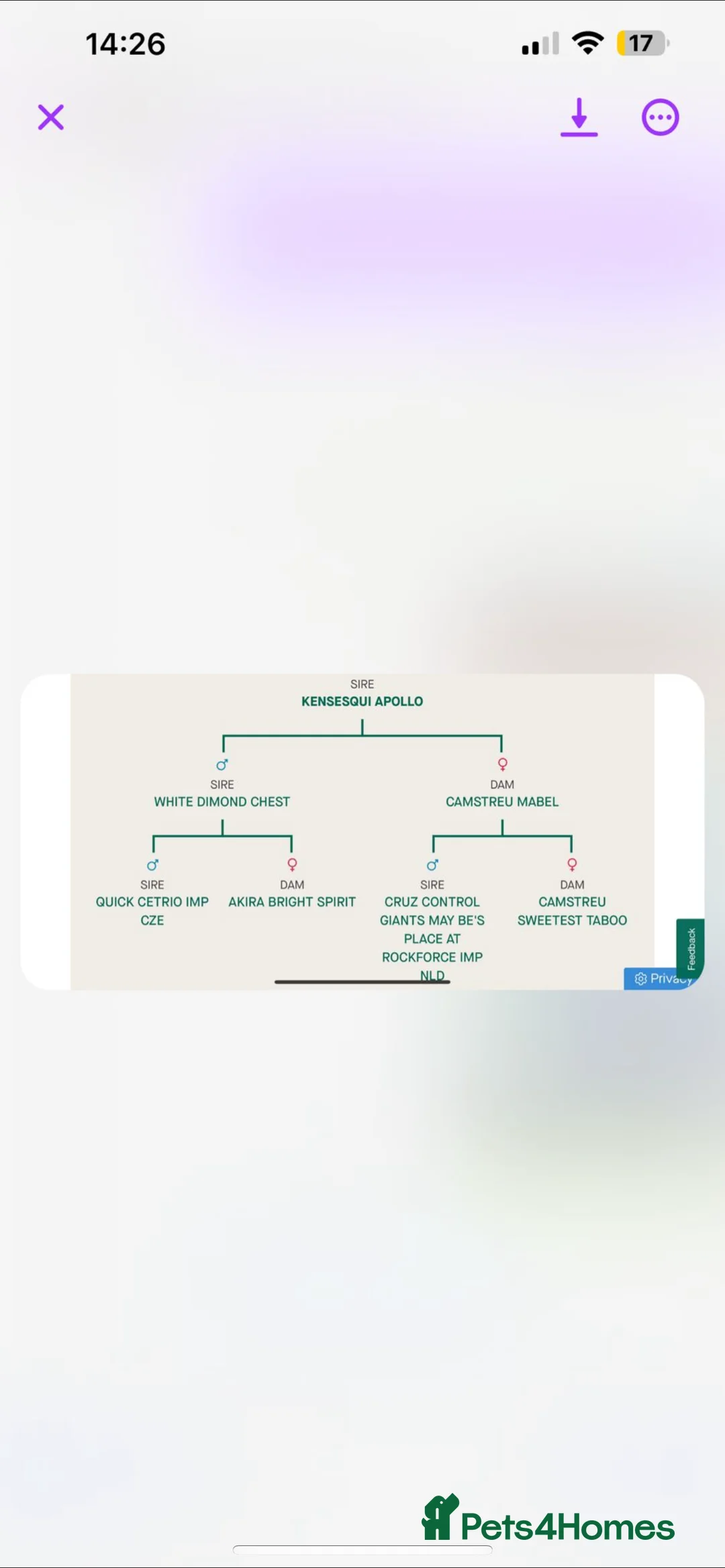 German Shepherd dogs for stud: STUD KC registered Black and Tan German shepherd  in Nottingham - Advert 9