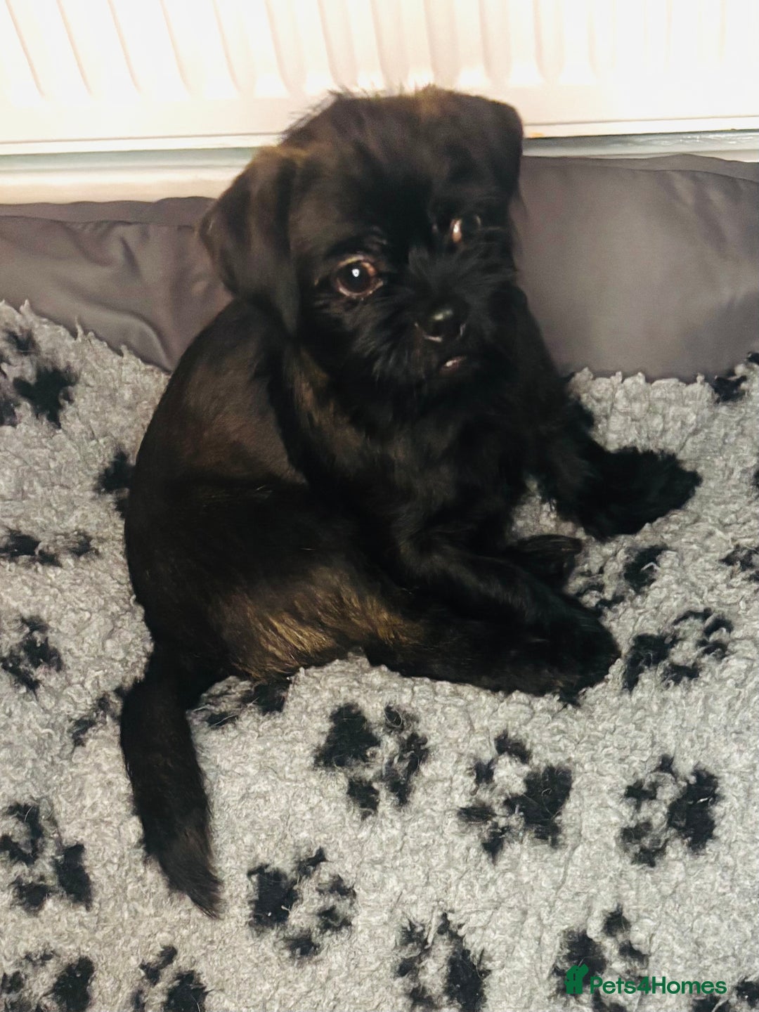 Mixed Breed dogs for sale: ADORABLE LITTER OF SHIH TZU/CHIHUAHUAS - Advert 3