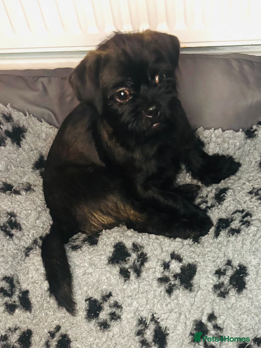 Mixed Breed dogs for sale: ADORABLE LITTER OF SHIH TZU/CHIHUAHUAS - Advert 3