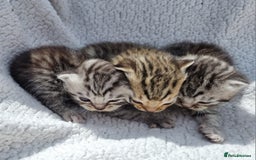 British Shorthair cats for sale: SILVER & GOLDEN SPOTTED BRITISH SHORTHAIR KITTENS  - Image 12