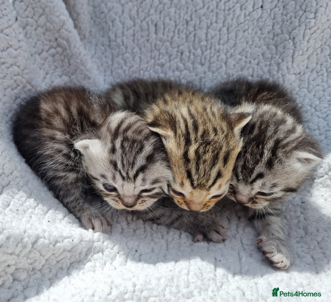 British Shorthair cats for sale: SILVER & GOLDEN SPOTTED BRITISH SHORTHAIR KITTENS  - Image 12