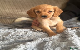 Cocker Spaniel dogs for sale: Stunning kc reg cocker spaniels READY TO LEAVE NOW - Image 11