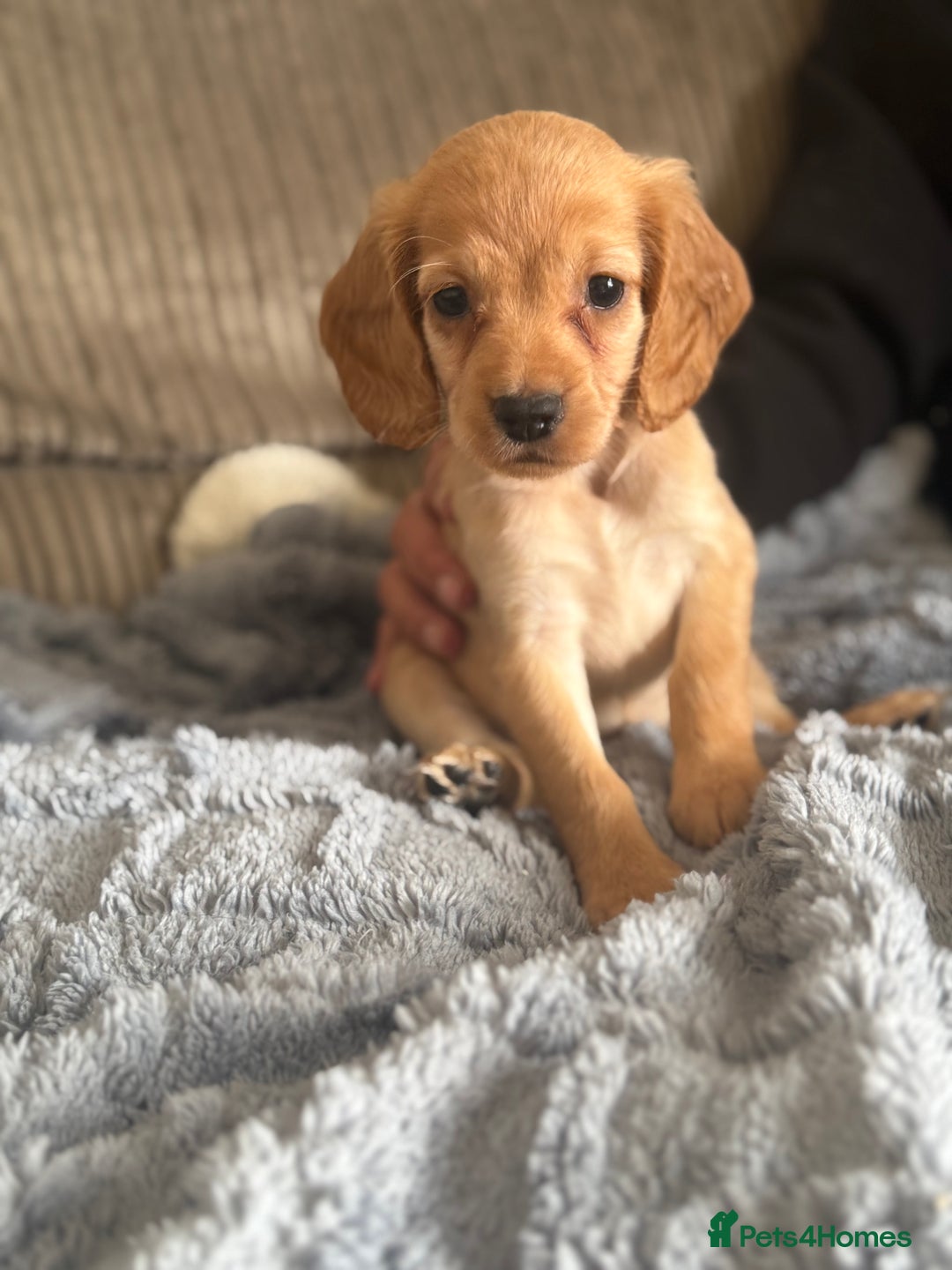 Cocker Spaniel dogs for sale: Stunning kc reg cocker spaniels READY TO LEAVE NOW - Image 11