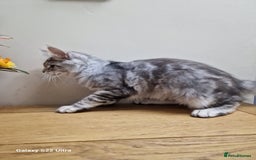 Maine Coon cats for sale: 🍁🍂Good females🏡🎯📣 - Image 7