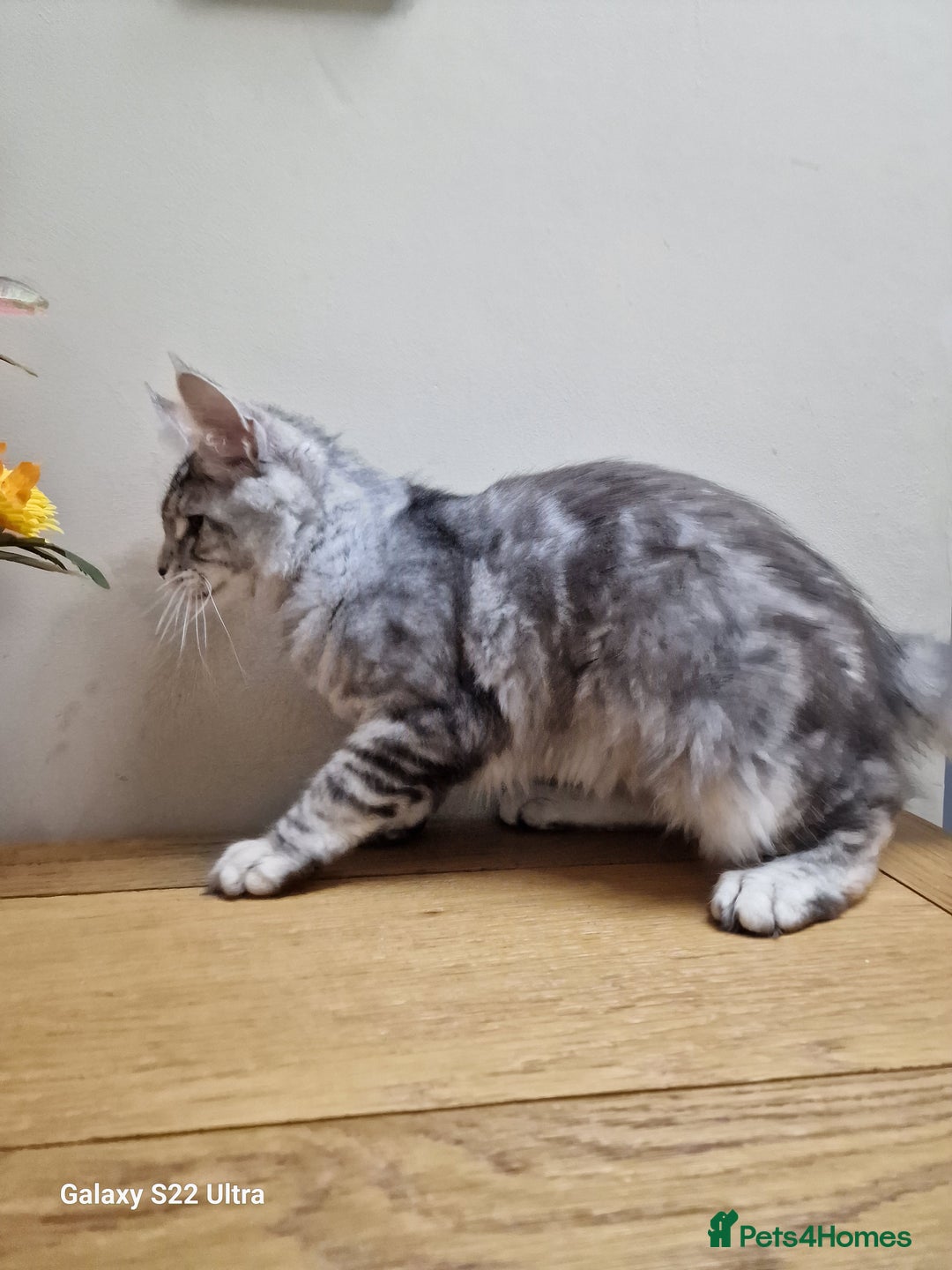 Maine Coon cats for sale: 🍁🍂Good females🏡🎯📣 - Image 7