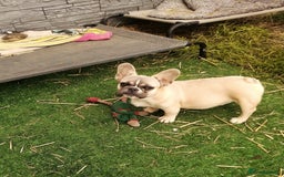 French Bulldog dogs for adoption: 💓🐶 MARGO, MISTY & MONTI💙 - Image 10