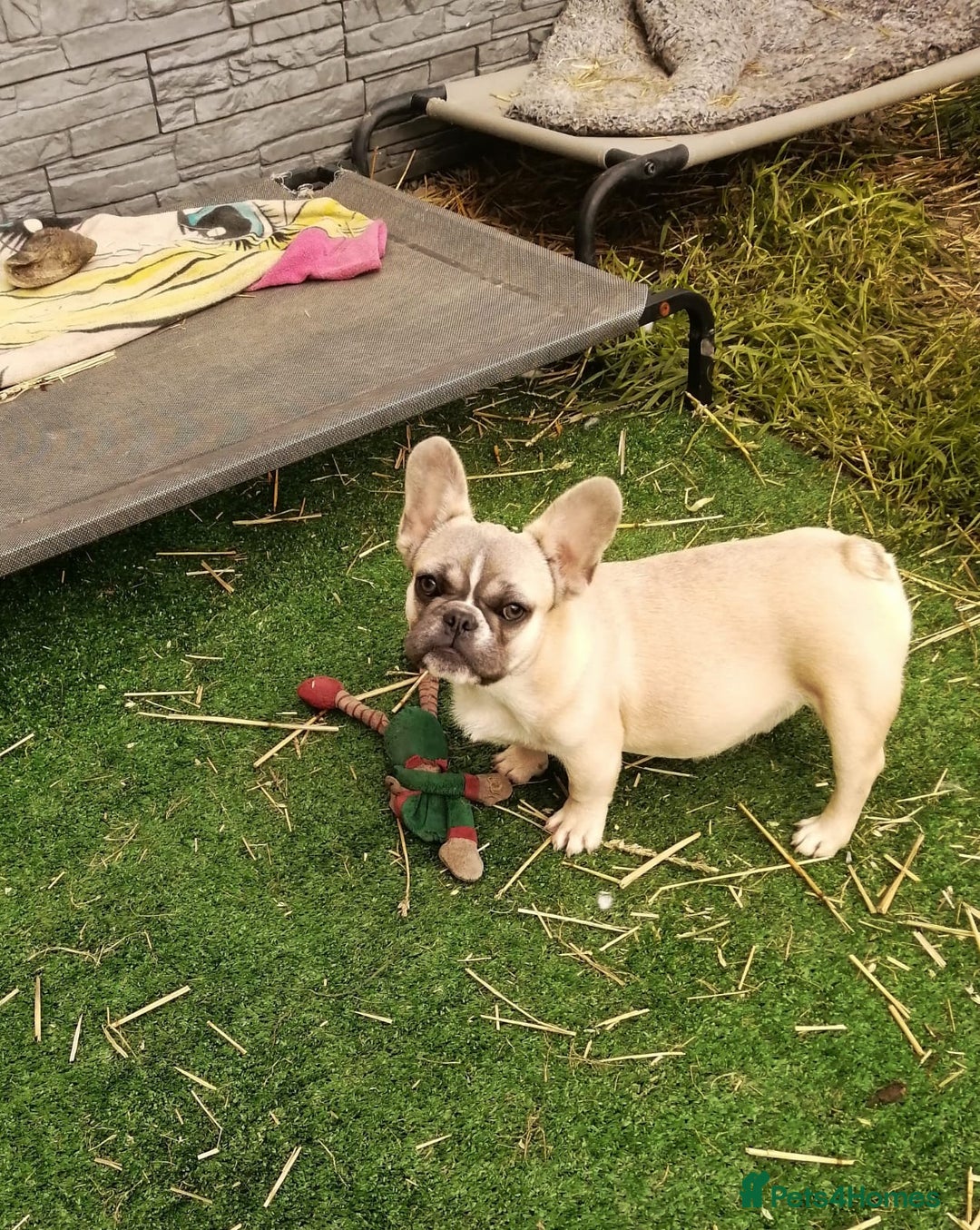 French Bulldog dogs for adoption: 💓🐶 MARGO, MISTY & MONTI💙 - Image 10