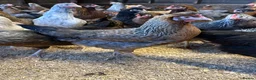 Chickens poultry for sale: Point of lay hens in a wide range of breeds  - Advert 4