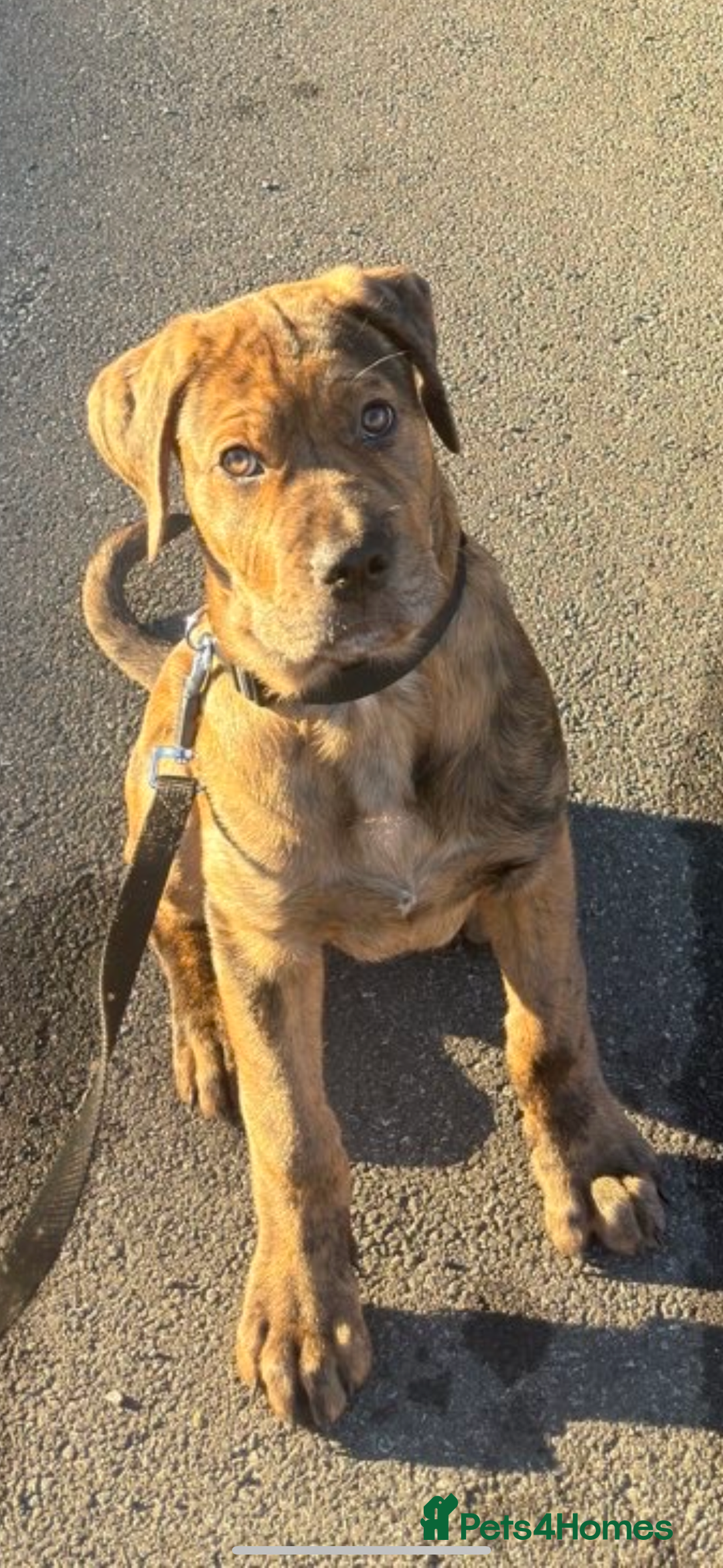 Mixed Breed dogs for sale: Beautiful Cane Corso X Rottweiler Puppy - Advert 4