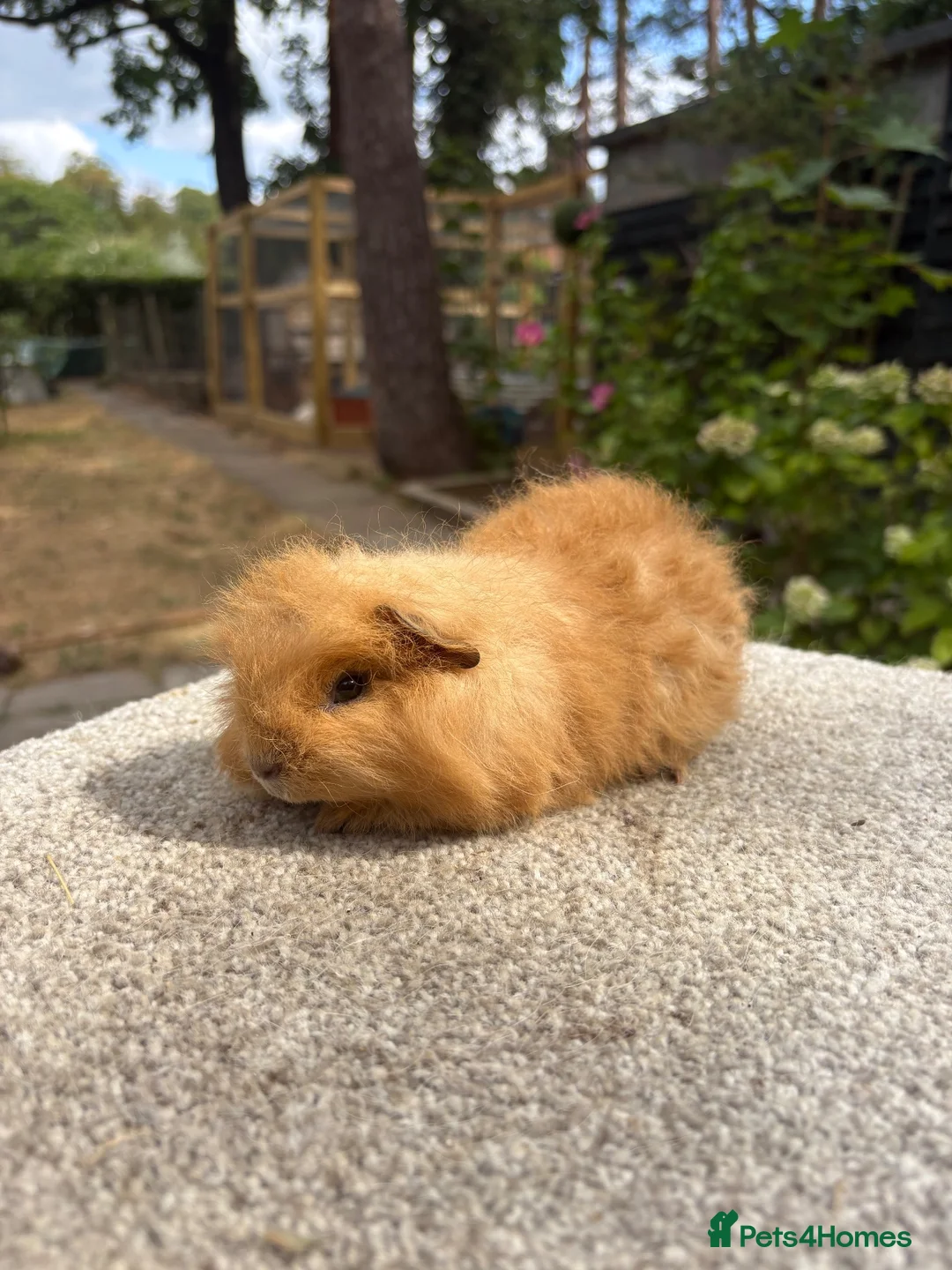 Guinea Pig rodents for sale: Pure Swiss Guinea Pig Boars (Bonded Dad and Son) - Advert 2
