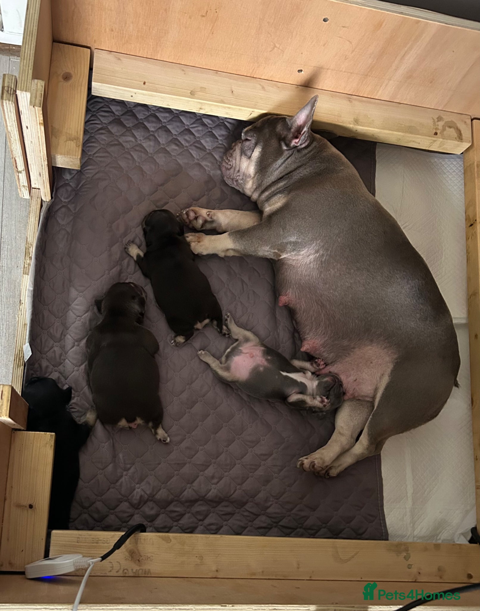 French Bulldog dogs for sale: Beautiful French bulldog puppies  - Advert 1