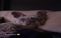 French Bulldog dogs for sale: Lilac merle French bulldog - carries isabella - Image 7