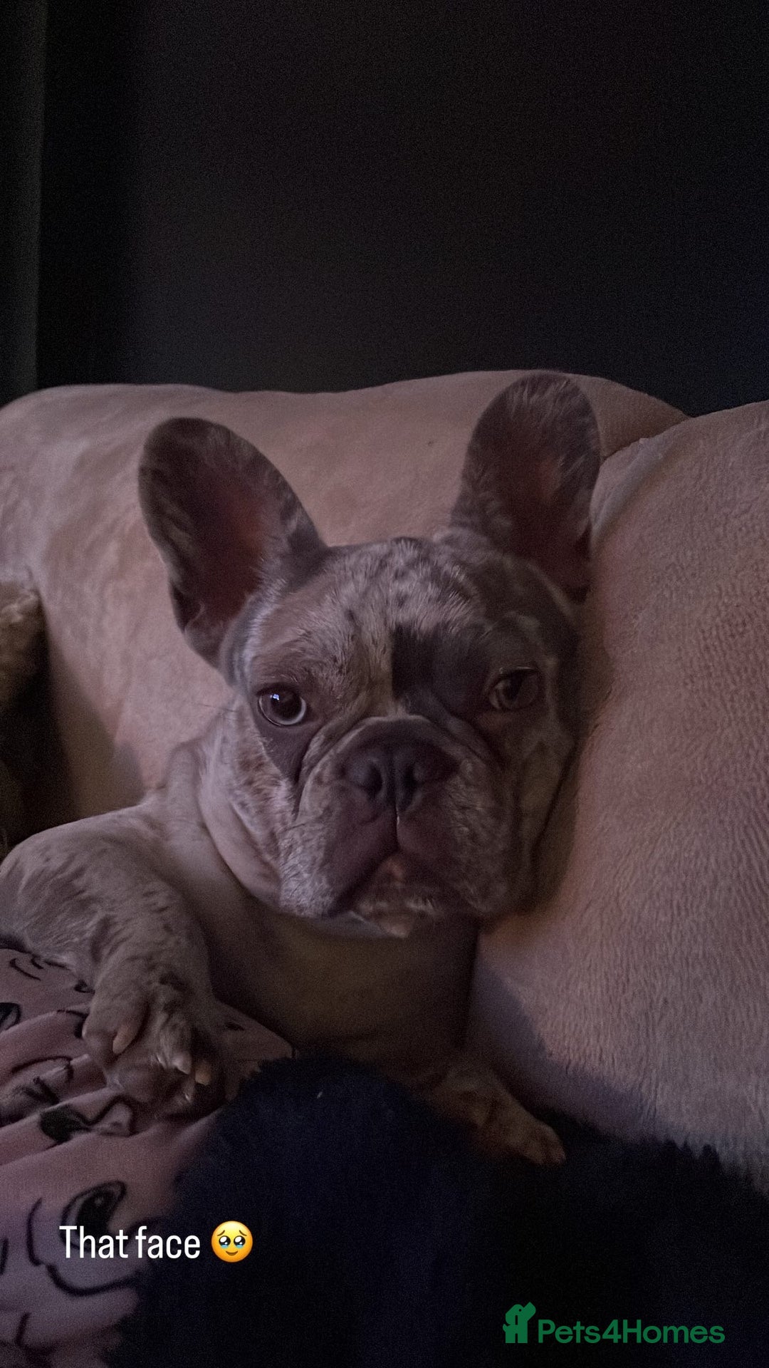 French Bulldog dogs for sale: Lilac merle French bulldog - carries isabella - Image 7